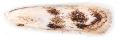 Attēlu rezultāti vaicājumam “Elachista maculicerusella”