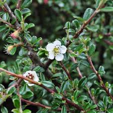 Attēlu rezultāti vaicājumam “Symphoricarpos x chenaultii”