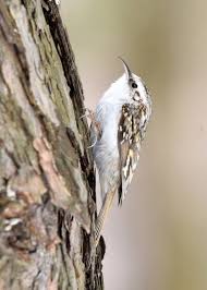 Attēlu rezultāti vaicājumam “Certhia familiaris”
