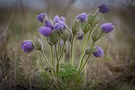 Attēlu rezultāti vaicājumam “Pulsatilla pratensis leaf”