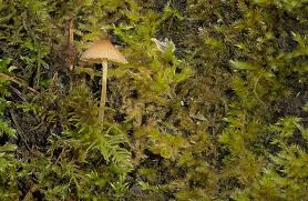 Attēlu rezultāti vaicājumam “Brefeldia maxima spores”