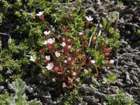 Attēlu rezultāti vaicājumam “Androsace septentrionalis fruit”