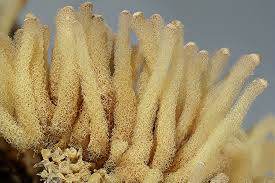 Attēlu rezultāti vaicājumam “Heterotrichia obvelata (syn. Arcyria obvelata)”