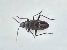 Image result for Rhyparochromus