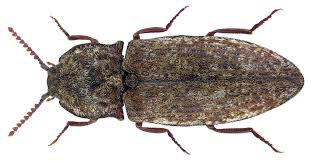 Attēlu rezultāti vaicājumam “Agrypnus murinus”