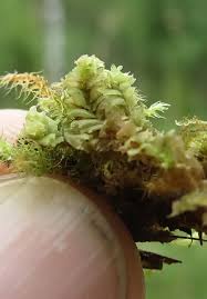 Attēlu rezultāti vaicājumam “Leiocolea rutheana sporophyte”