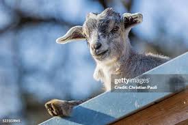 Attēlu rezultāti vaicājumam “Capra juvenile”