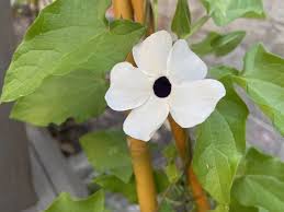Image result for Thunbergia alata