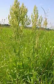 Attēlu rezultāti vaicājumam “Rumex thyrsiflorus”