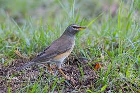 Image result for Turdus obscurus