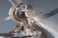 Attēlu rezultāti vaicājumam “Hypenodes humidalis”