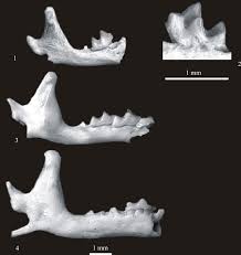 Attēlu rezultāti vaicājumam “Sorex sp.”