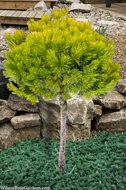 Attēlu rezultāti vaicājumam “Pinus mugo fruit”