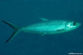 Image result for Chanos chanos