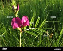 Attēlu rezultāti vaicājumam “Vicia angustifolia leaf”