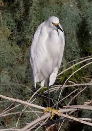 Image result for Egretta thula