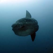 Image result for Mola alexandrini