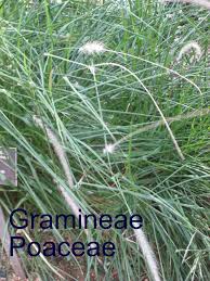 Attēlu rezultāti vaicājumam “Gramineae”