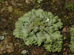 Attēlu rezultāti vaicājumam “Phaeophyscia orbicularis”