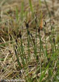 Attēlu rezultāti vaicājumam “Schoenus ferrugineus flower”