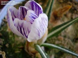Attēlu rezultāti vaicājumam “Crocus vernus subsp. vernus”