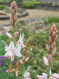 Image result for Asphodelus fistulosus