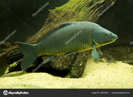 Image result for Ctenopharyngodon idella