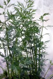 Image result for Carum carvi