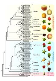 Attēlu rezultāti vaicājumam “Rosaceae”