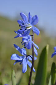 Attēlu rezultāti vaicājumam “Scilla siberica leaf”