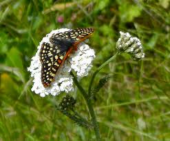 Attēlu rezultāti vaicājumam “Achillea millefolium flower”