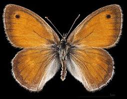 Attēlu rezultāti vaicājumam “Coenonympha pamphilus upperside”