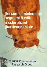 Attēlu rezultāti vaicājumam “Phryganeidae”