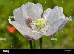 Image result for Papaver somniferum White Cloud