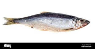 Image result for Clupea pallasii