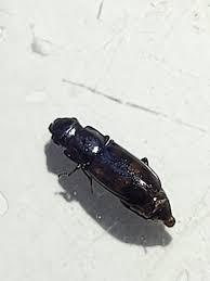 Attēlu rezultāti vaicājumam “Glischrochilus quadripunctatus imago”