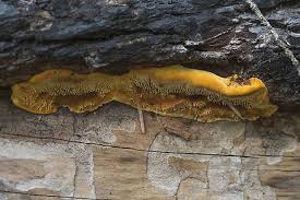 Attēlu rezultāti vaicājumam “Pseudomerulius aureus”