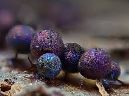 Attēlu rezultāti vaicājumam “Lamproderma nigrescens macro”