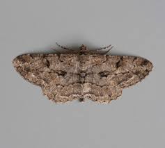 Attēlu rezultāti vaicājumam “Ligdia adustata”