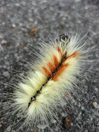 Attēlu rezultāti vaicājumam “Acronicta aceris larva”