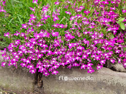 Image result for Lobelia erinus