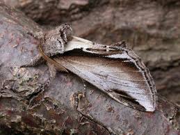 Attēlu rezultāti vaicājumam “Pheosia gnoma”