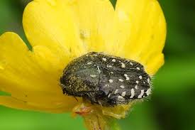 Attēlu rezultāti vaicājumam “Oxythyrea funesta imago”