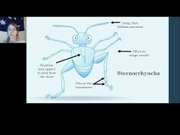 Attēlu rezultāti vaicājumam “Sternorrhyncha”