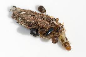 Attēlu rezultāti vaicājumam “Psychidae”