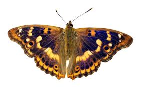 Attēlu rezultāti vaicājumam “Apatura ilia”