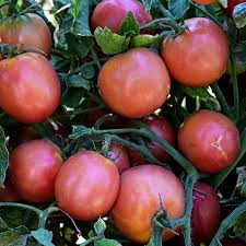 Afbeeldingsresultaat voor earliana tomato