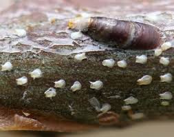 Attēlu rezultāti vaicājumam “Lepidosaphes ulmi”