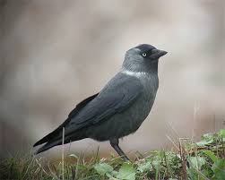 Attēlu rezultāti vaicājumam “Corvus monedula adult”