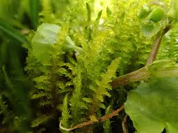 Attēlu rezultāti vaicājumam “Palustriella”